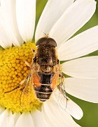 IMG_0449