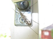 Mosquito 01 (1)