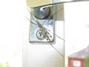 Mosquito 01 (2)