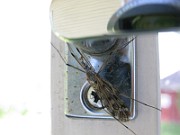 Mosquito 02  (4)