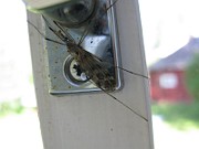 Mosquito 02 (3)