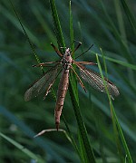 Mosquito 03