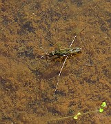 VattenInsector (IMG_9242)