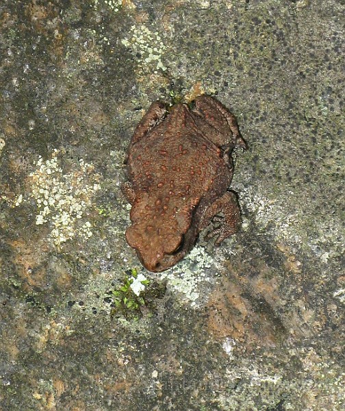 Gruda 2 (3).jpg