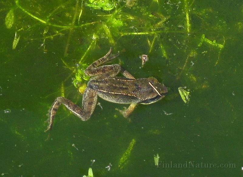 Rana temporaria (Vanlig groda) (0).jpg