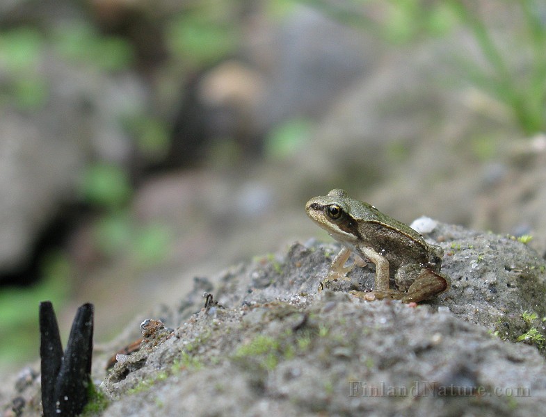 Rana temporaria (Vanlig groda) (1).jpg