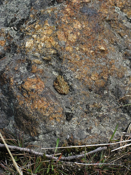 Rana temporaria (Vanlig groda) (10).JPG