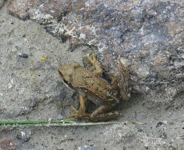 Rana temporaria (Vanlig groda) (3).jpg