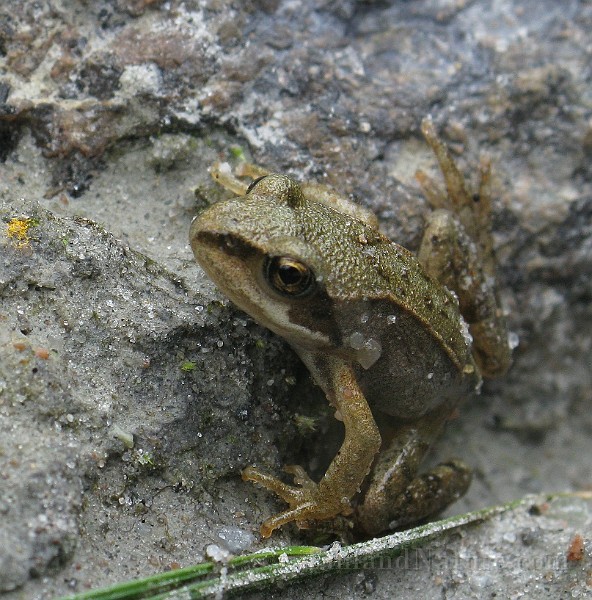 Rana temporaria (Vanlig groda) (4).jpg