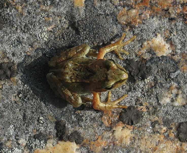 Rana temporaria (Vanlig groda) (6).jpg