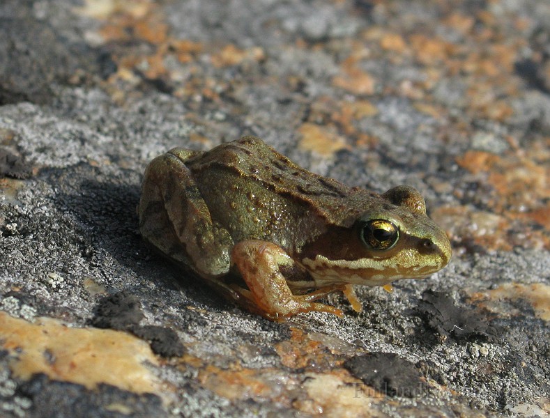 Rana temporaria (Vanlig groda) (7).jpg