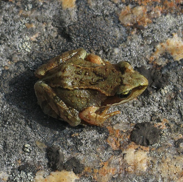 Rana temporaria (Vanlig groda) (9).jpg