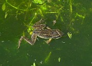 Rana temporaria (Vanlig groda) (0)