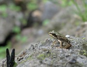 Rana temporaria (Vanlig groda) (1)
