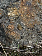 Rana temporaria (Vanlig groda) (10)