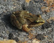Rana temporaria (Vanlig groda) (13)