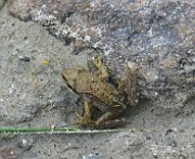 Rana temporaria (Vanlig groda) (3)