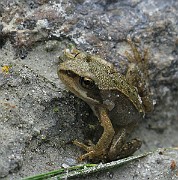 Rana temporaria (Vanlig groda) (4)
