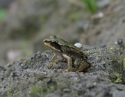 Rana temporaria (Vanlig groda) (5)