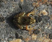 Rana temporaria (Vanlig groda) (6)