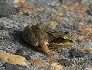 Rana temporaria (Vanlig groda) (7)