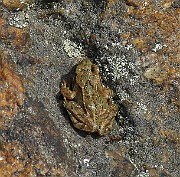 Rana temporaria (Vanlig groda) (8)