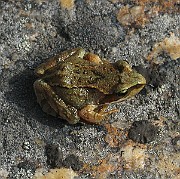 Rana temporaria (Vanlig groda) (9)