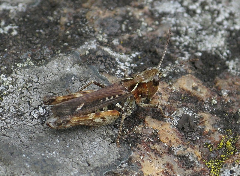 Grashoppa 01e.JPG