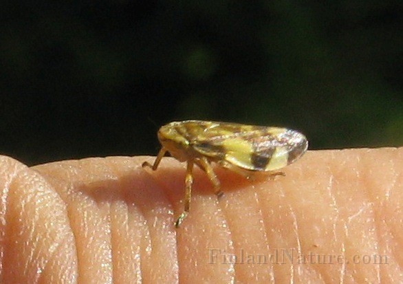 Grashoppa 04a.JPG