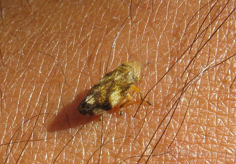 Grashoppa 04b.JPG