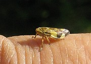 Grashoppa 04a