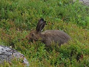 IMG_8532