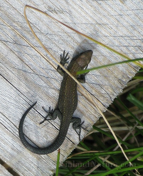 Lacerta vivipara (Skogsödla).jpg