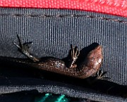 IMG_9975