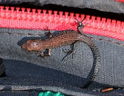 IMG_9980