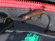 IMG_9981