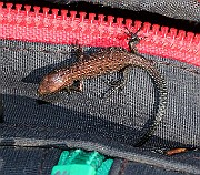 IMG_9982