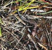 IMG_9986