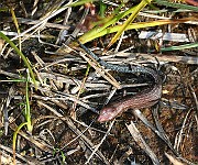 IMG_9987