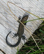 Lacerta vivipara (Skogsödla)