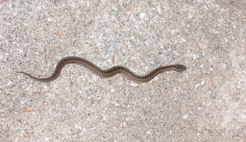 Vipera berus (Huggorm)1.jpg