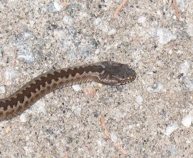 Vipera berus (Huggorm)2.jpg