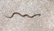 Vipera berus (Huggorm)1