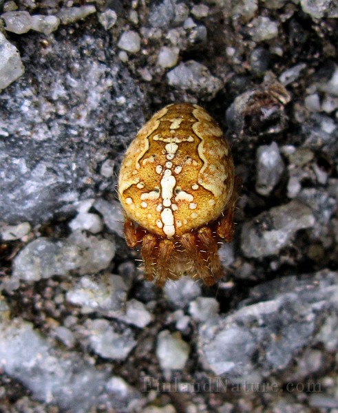 Agalenatea redii(2).jpg