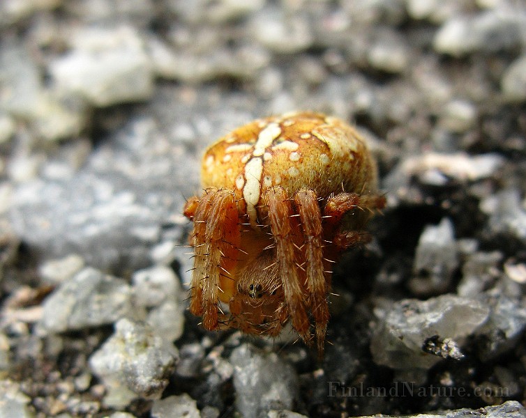 Agalenatea redii(3).jpg