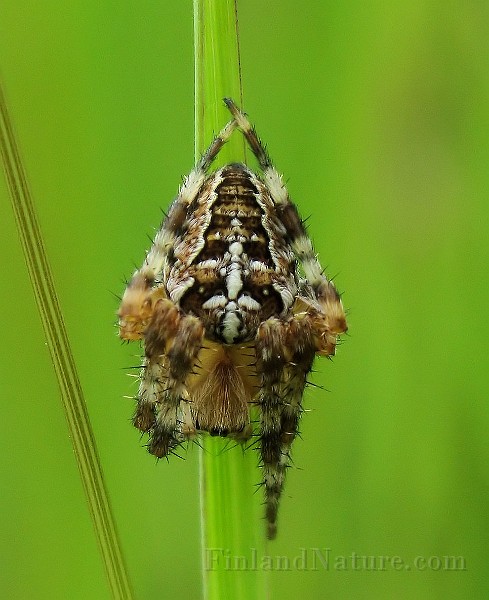 Araneus diadematus (1).jpg