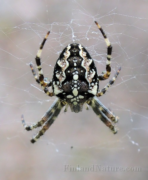 Araneus01b.jpg