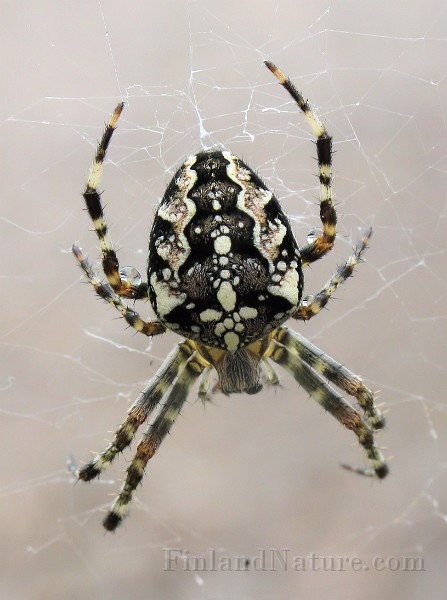 Araneus01c.jpg