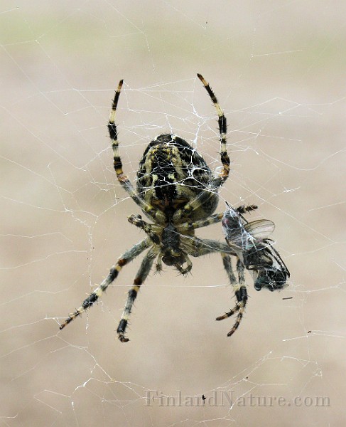 Araneus01f.jpg