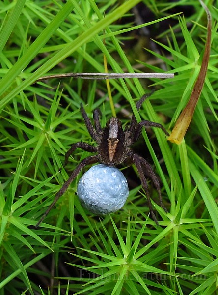 Lycosidae01 (2384).JPG -                                